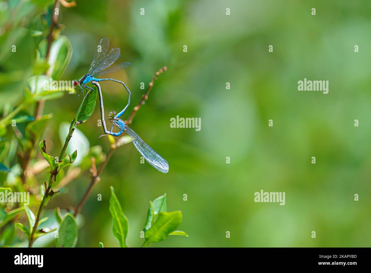 A macro shot of Damselflies insect on flowering plant with blur ...
