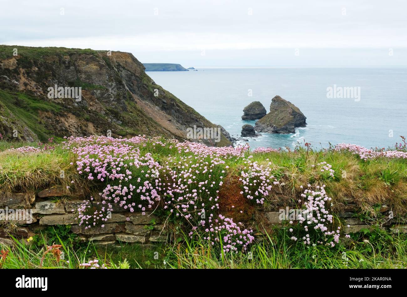 Sea wall covered in sea pinks on the north Cornish coast - John Gollop Stock Photo