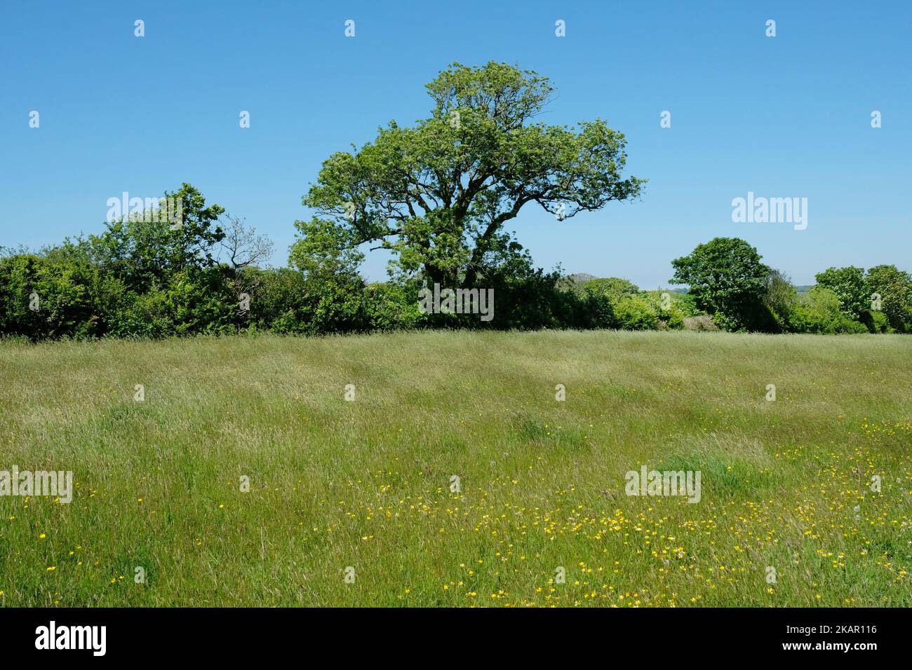 Fields without hedges hi-res stock photography and images - Alamy