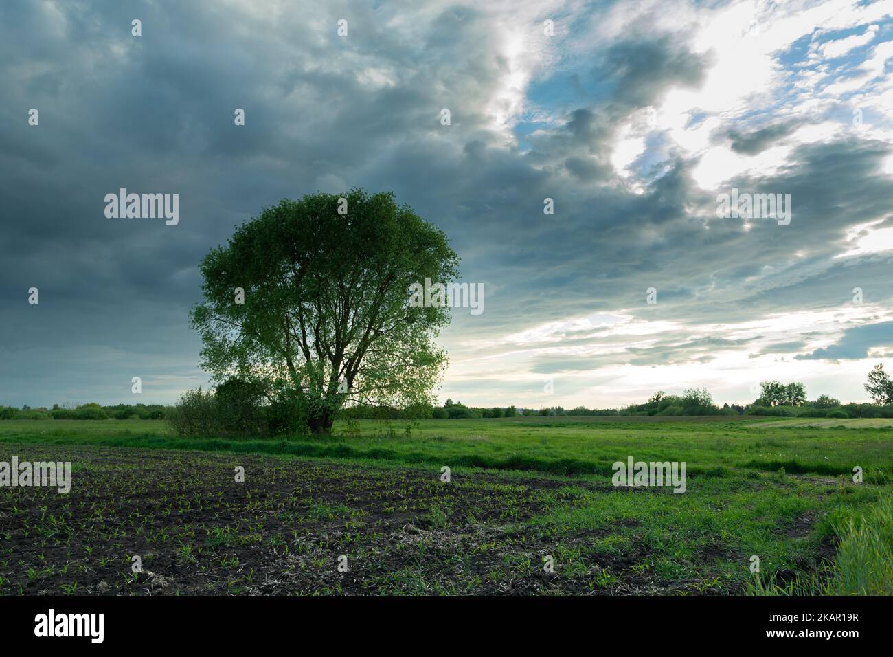 A farmland and a large tree, view on a cloudy May day Stock Photo