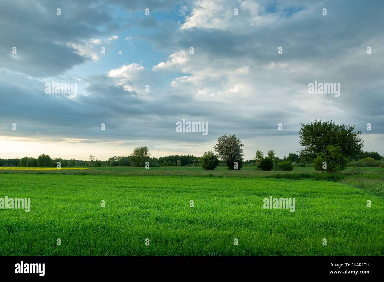 Spring green field and clouds on the sky, eastern Poland Stock Photo