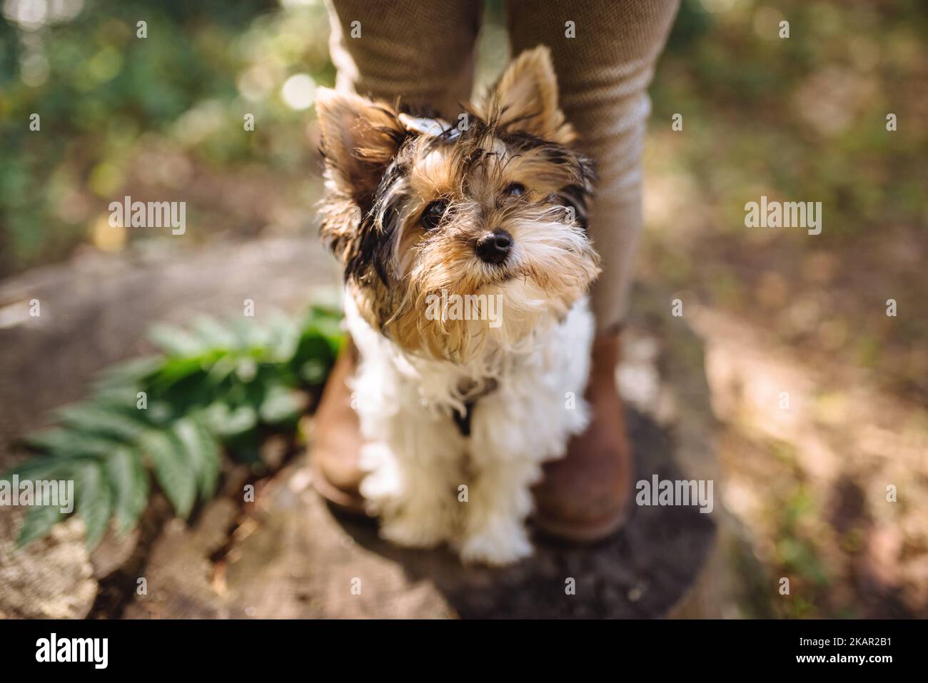 Beautiful yorkshire terrier dog looking up. Warm autumn sunny day. Small and faithful friend. Soft selective focus Stock Photo