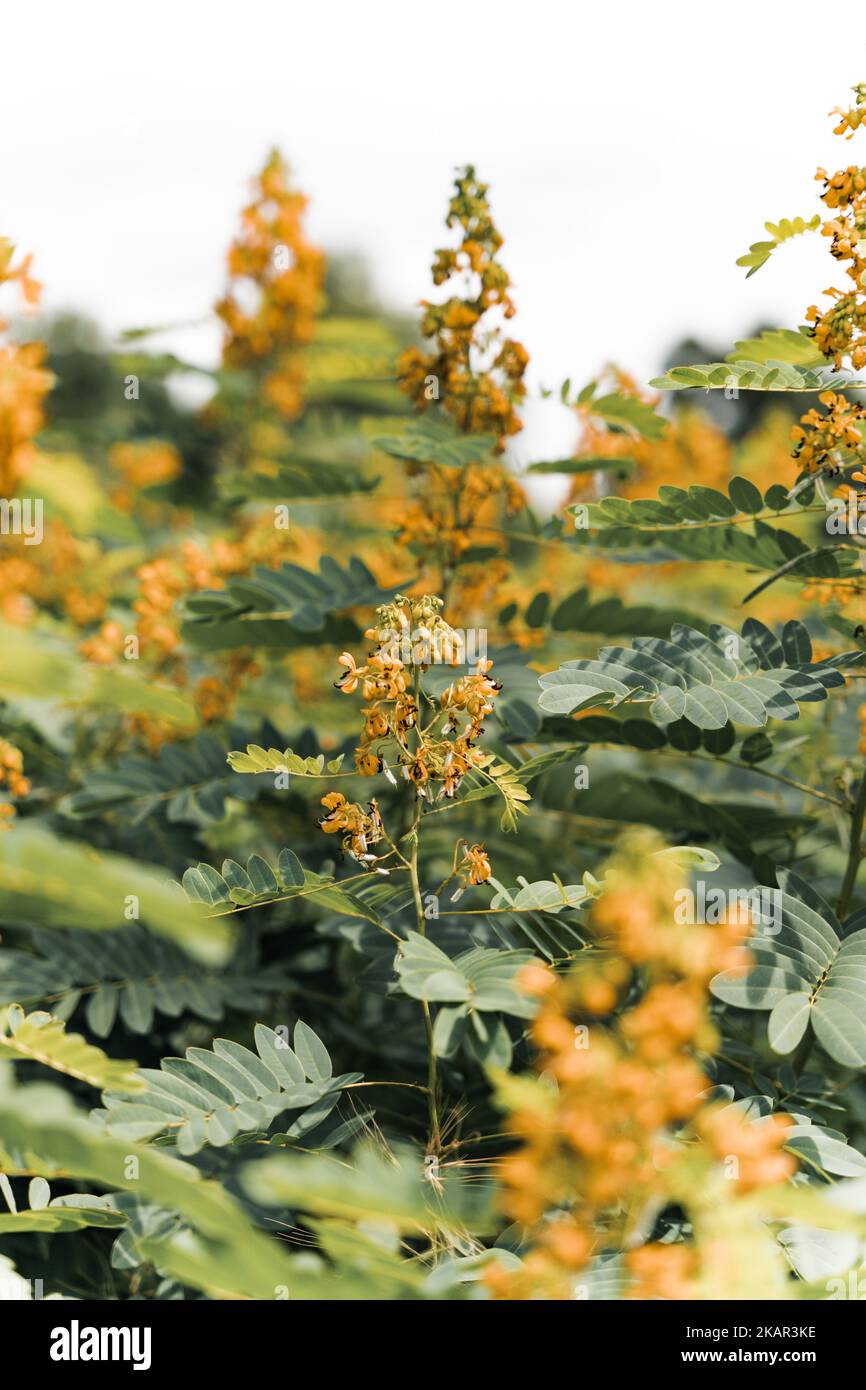 A vertical shot of the wild senna plant Stock Photo