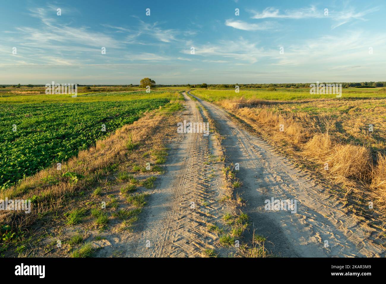 Sandy road and rural fields in eastern Poland, summer day Stock Photo