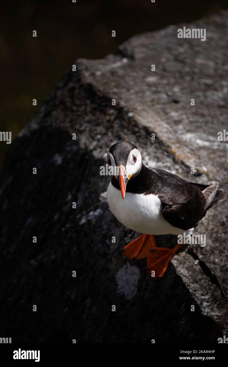 Cute Atlantic puffin from the north of Norway Stock Photo