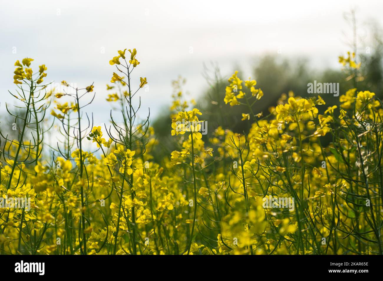 A close-up of rape sprigs under the sun, summer day Stock Photo