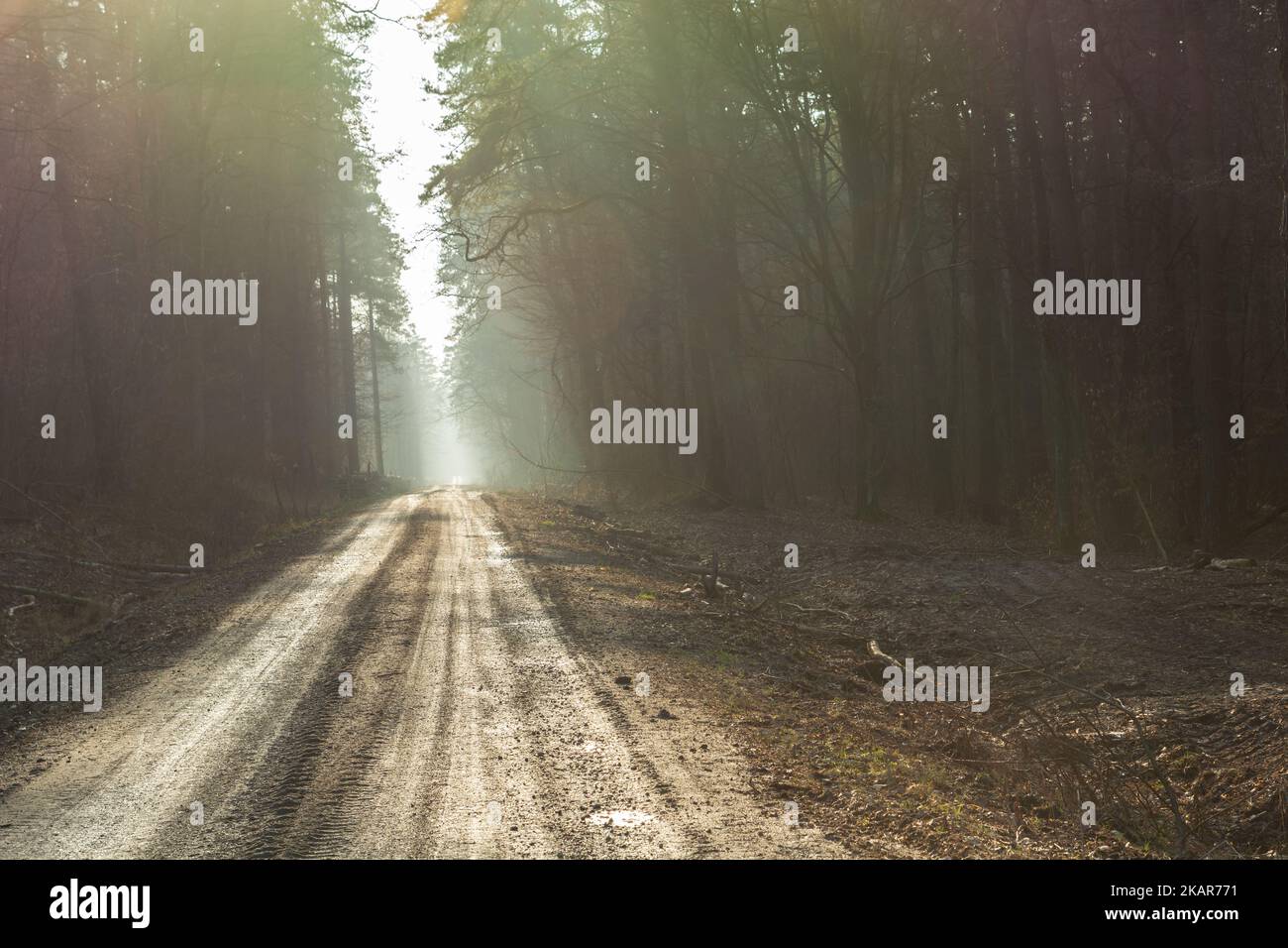 Dirt road through a misty dense forest in eastern Poland Stock Photo