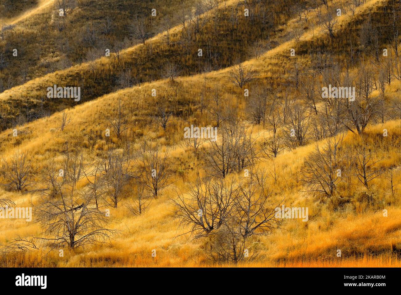 Mountainside landscape of mountain with ridges and old trees golden