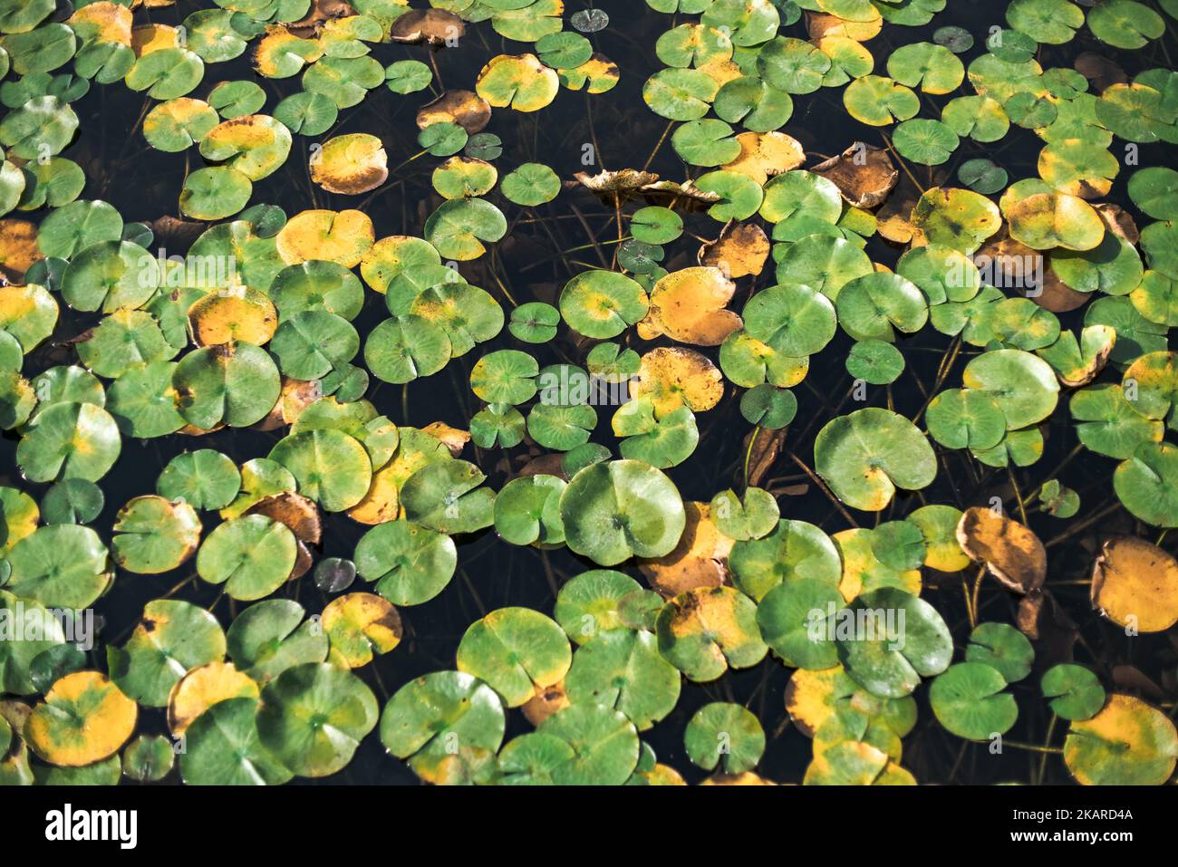 Lily Pads Floating in Pond Stock Photo Alamy