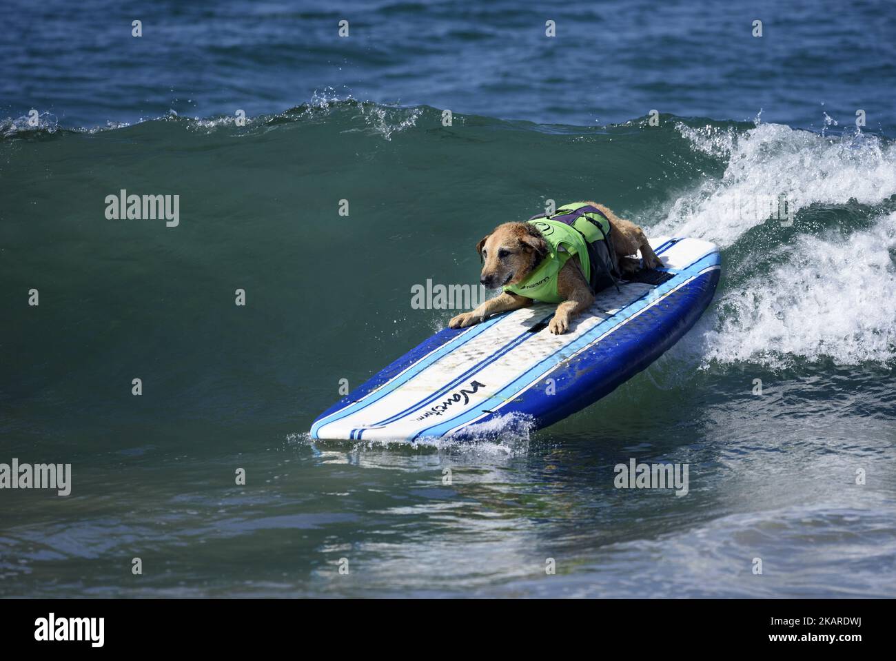 A surfing dog rides a wave during the Surf City Surf Dog competition in Huntington Beach California on September 23, 2017. Over 40 dogs from the USA, Brazil and Canada competed in the annual Surf City Surf Dog Competition in which dogs surfed on their own or in tandem with their humans.(Photo by: Ronen Tivony) (Photo by Ronen Tivony/NurPhoto) Stock Photo