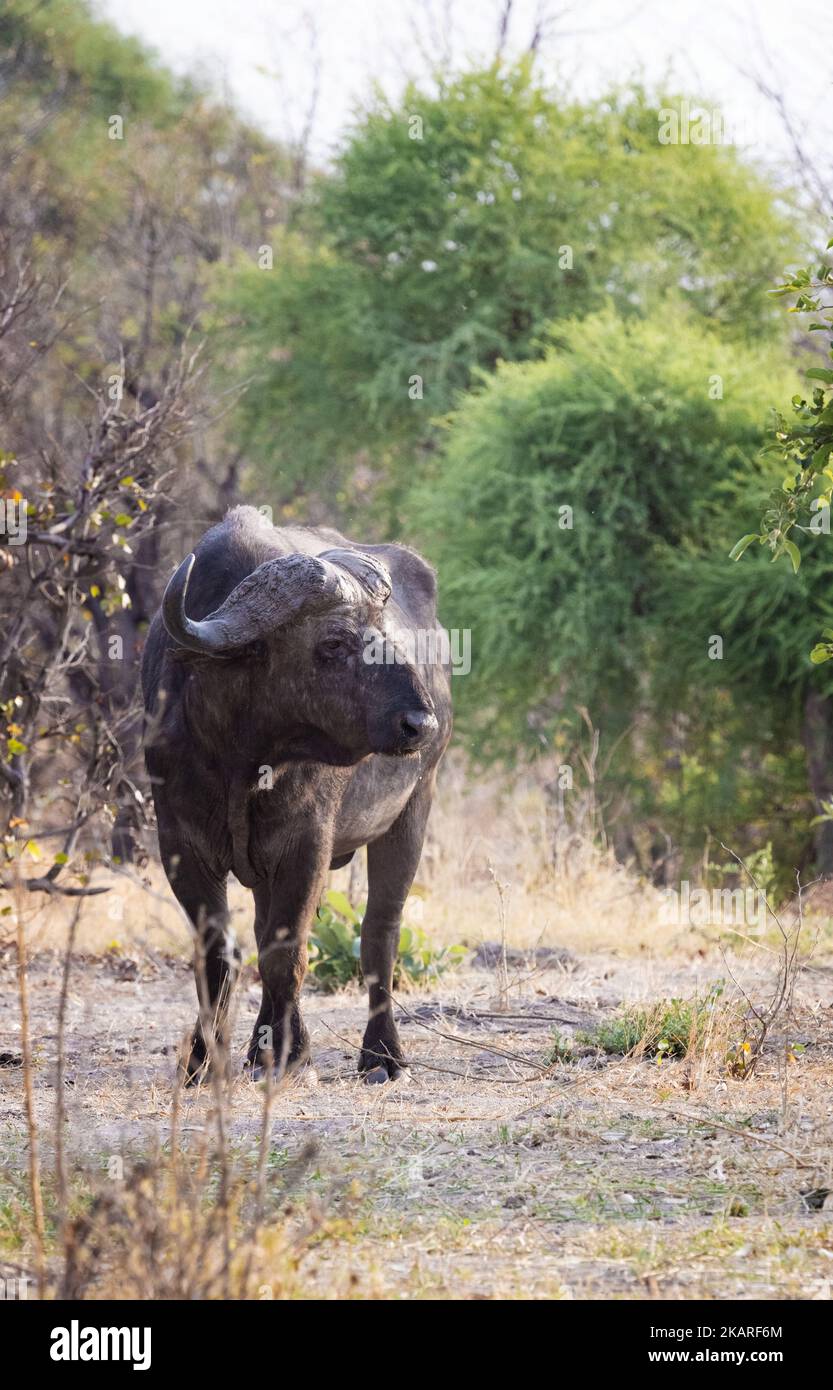 One adult male African Buffalo, Syncerus caffer standing in grass, Okavango Delta, Botswana Africa. Big Five African animal copy space Stock Photo