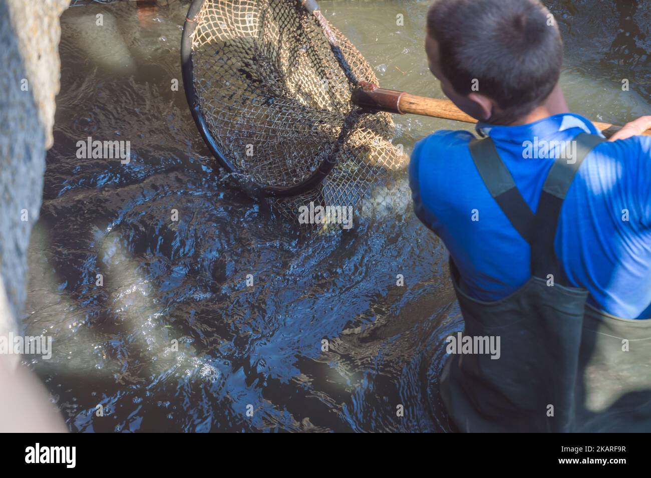 Fisherman scoops fish with net in dark water, top view Stock Photo Alamy