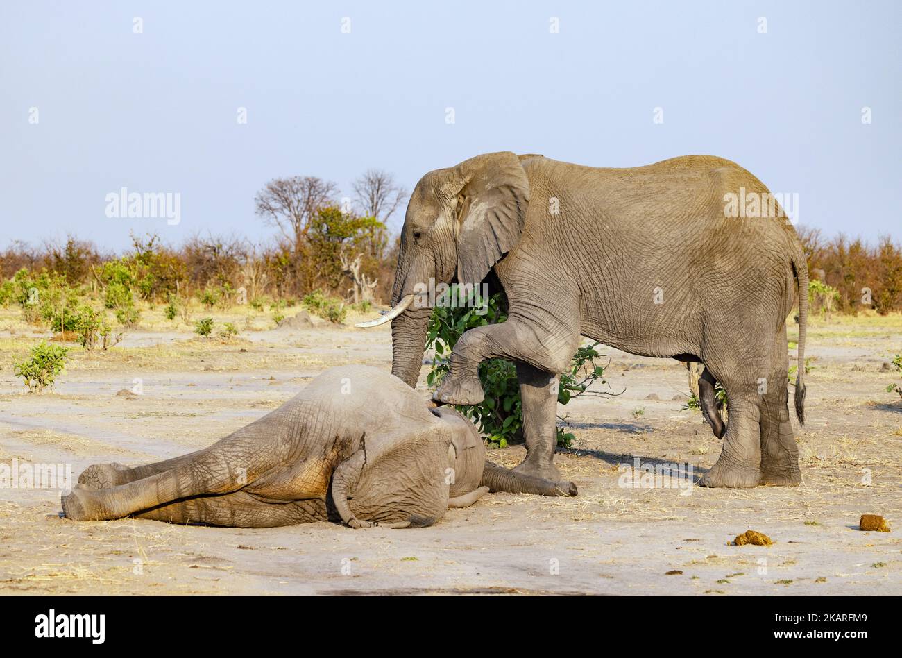Dead elephant, Loxodonta africana - an adult elephant mourning a dead african elephant, Okavango Delta Botswana Africa. Animal behaviour Stock Photo