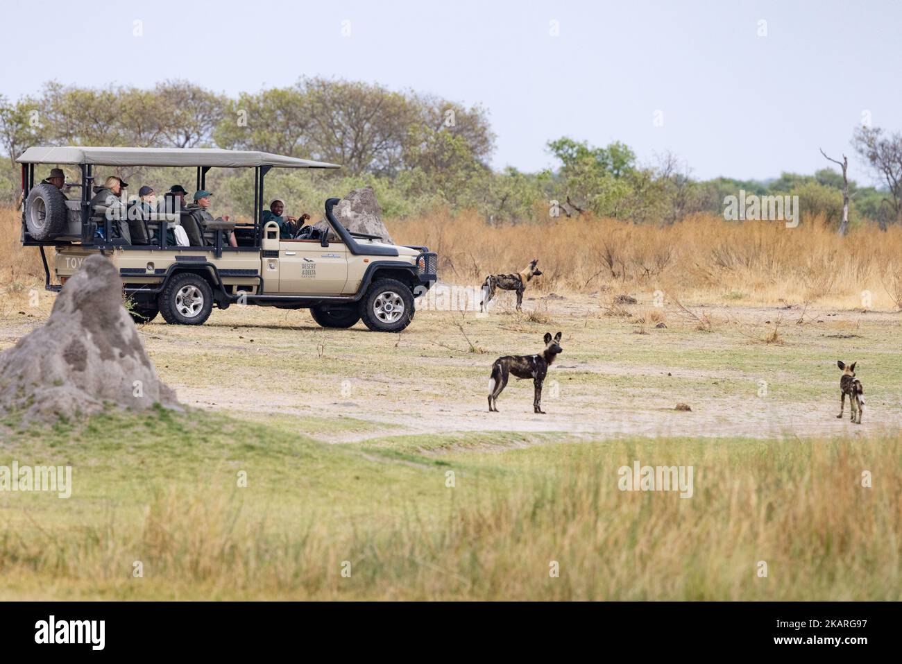 Jeep safari Africa - people watching African Wild Dogs, an endangered species, Moremi Game Reserve, Okavango Delta, Botswana.  African travel. Stock Photo