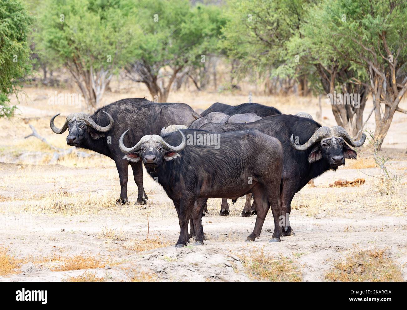 African buffalo, Syncerus caffer, aka. Cape Buffalo, a group of three buffalos looking at the camera, Chobe National Park, Botswana Africa. Stock Photo