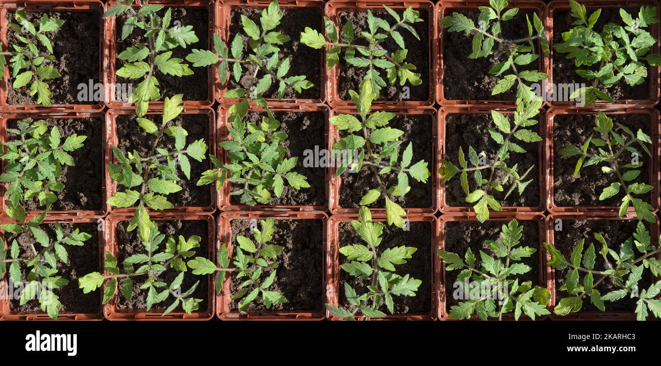 Tomato seedlings in square cultivation trays, top view. Can be used as background. The concept of organic agriculture. Stock Photo