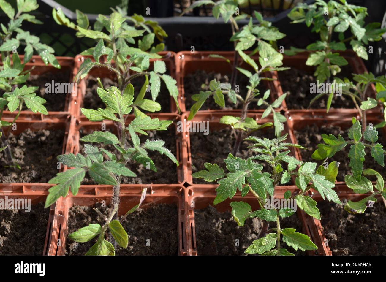 Tomato seedlings in square trays. Concept of growing your own organic food. Stock Photo