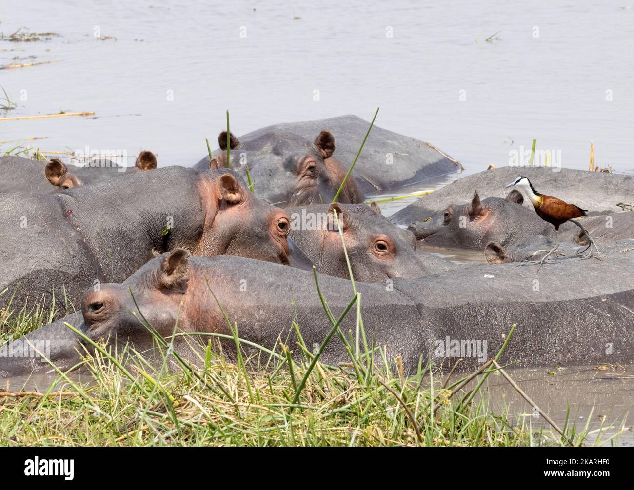 Hippopotamus amphibious; A Group or herd of adult hippopotamuses, known as a Crash, Bloat, School or Pod; Okavango Delta, Botswana Africa Stock Photo