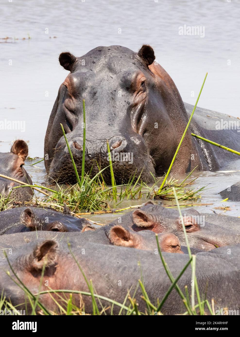 Adult hippopotamus, Hippopotamus amphibious, in water, Moremi Game reserve, Okavango Delta, Botswana Africa - aka hippo or hippos Stock Photo