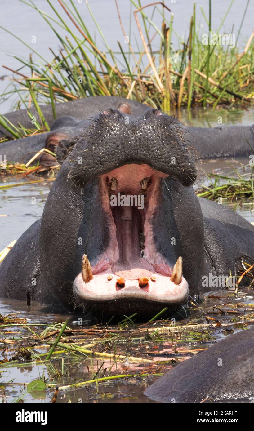 Adult hippopotamus or hippo with mouth open, Hippopotamus amphibious, Okavango Delta, Botswana Africa. African wildlife. Stock Photo