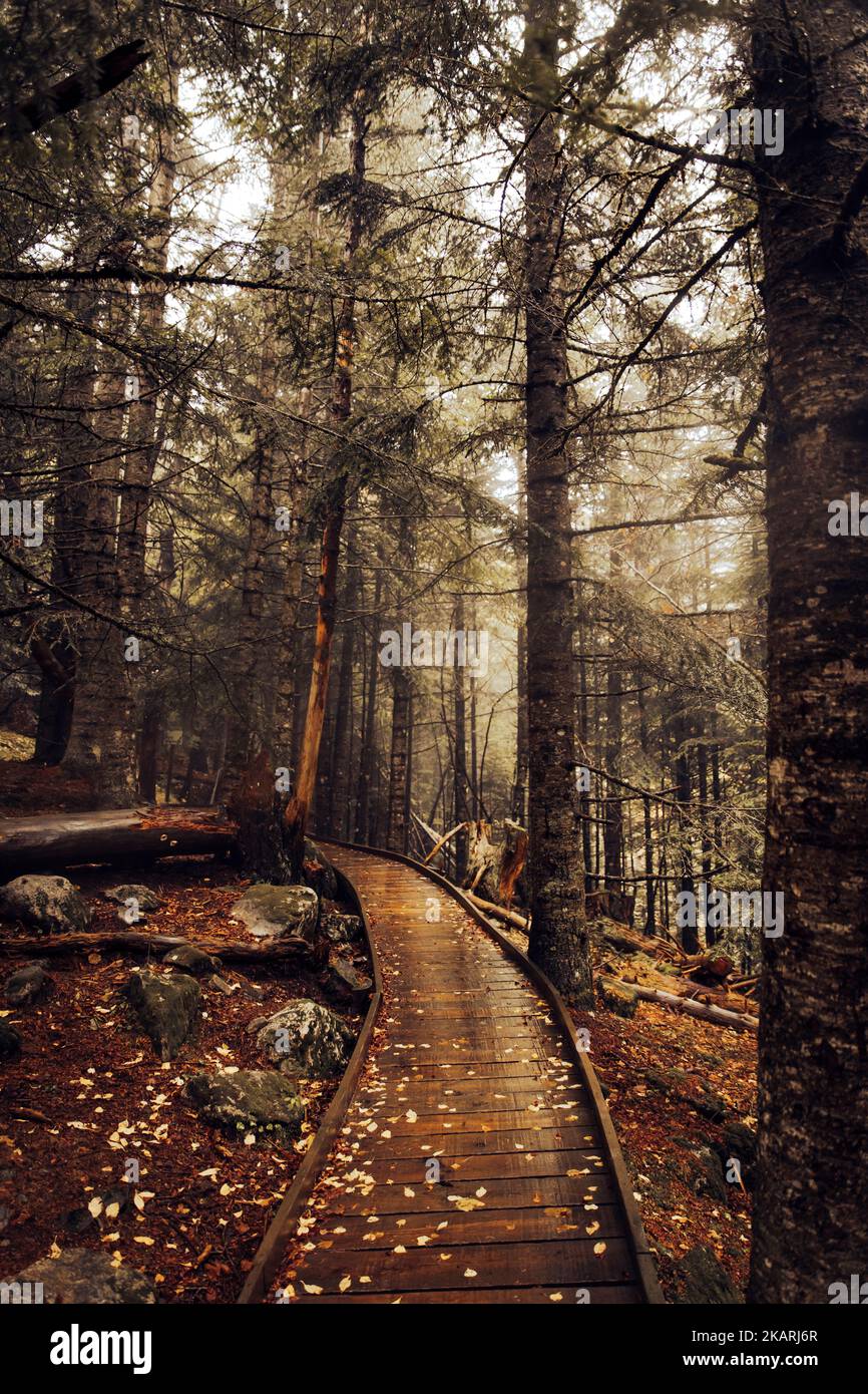 Footbridge crossing a forest during a cloudy autumn day Stock Photo