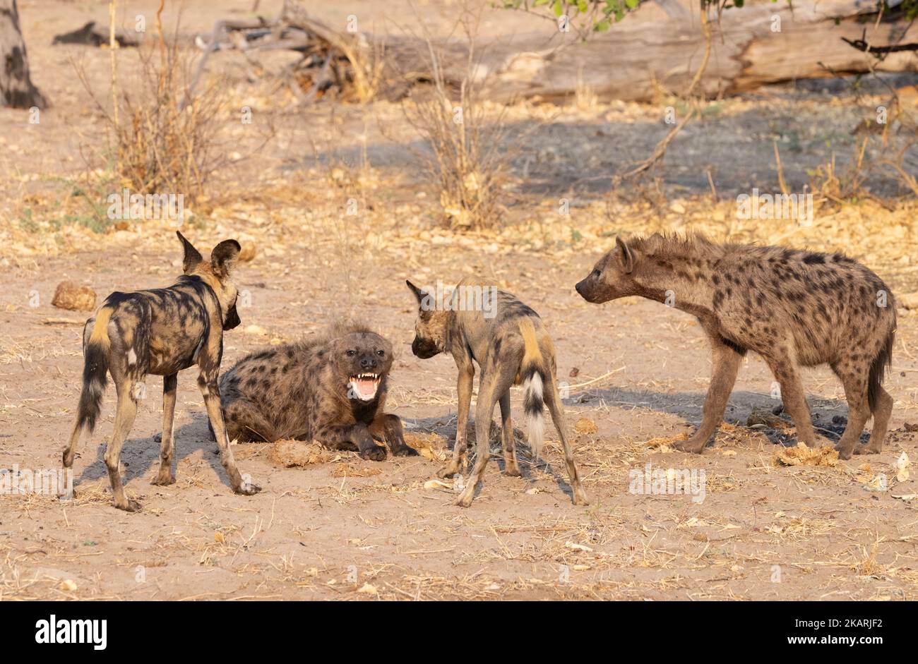 African Hyena Fight