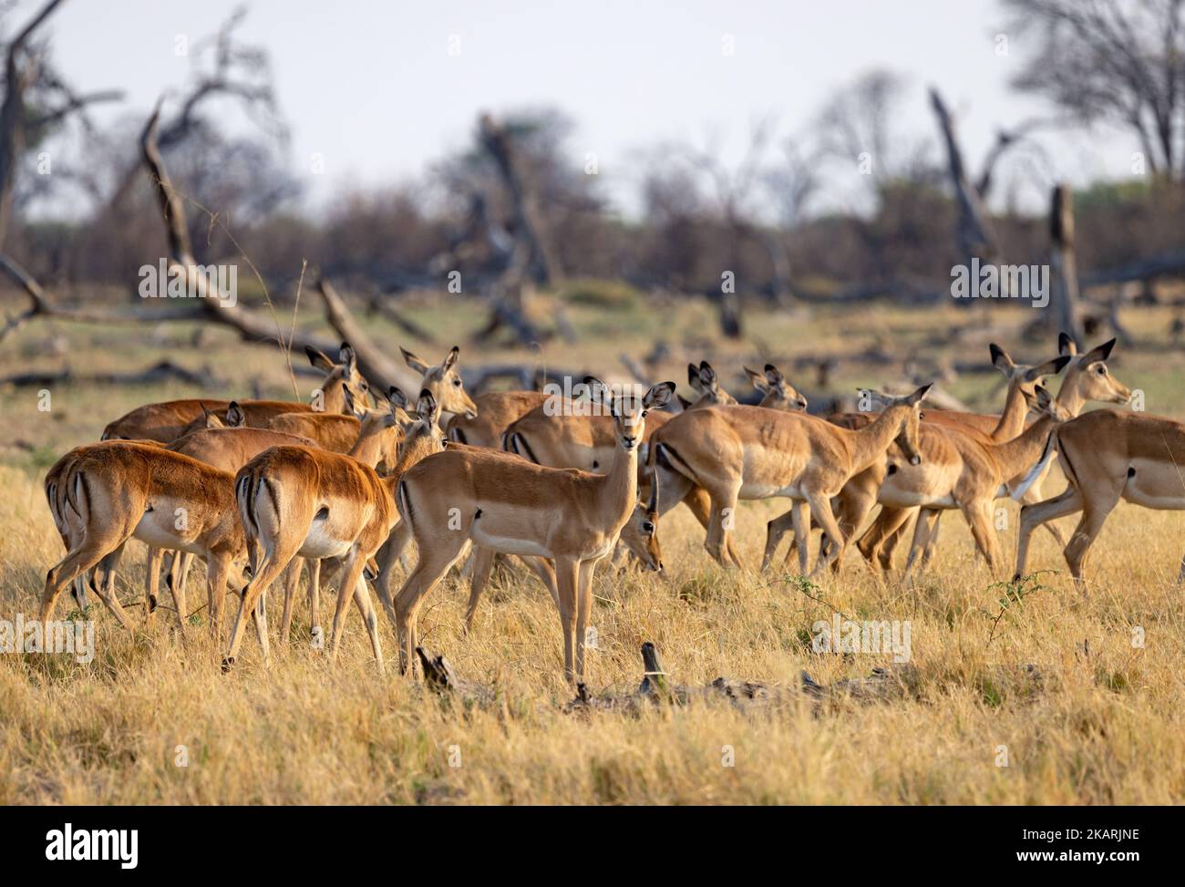 Common Impala herd; a herd of female impalas, Aepyceros melampus, aka Rooibok, grazing, Chobe National Park, Botswana Africa. Africa antelopes. Stock Photo