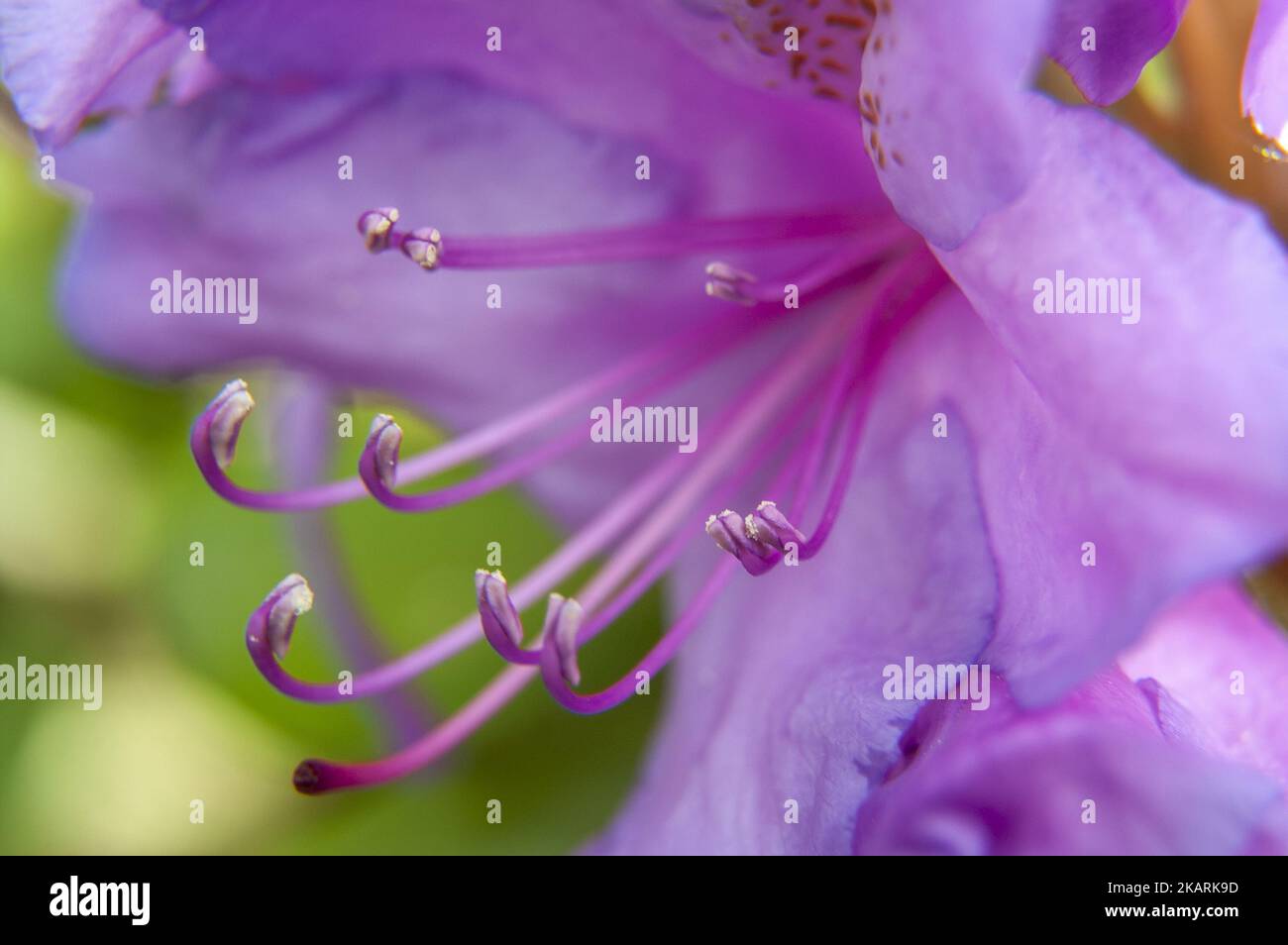 Różanecznik azalia rododendron (Rhododendron L.); Azalea; Purple flower close up in magnification; Rhododendren Lila Blume Nahaufnahme in Vergrößerung Stock Photo