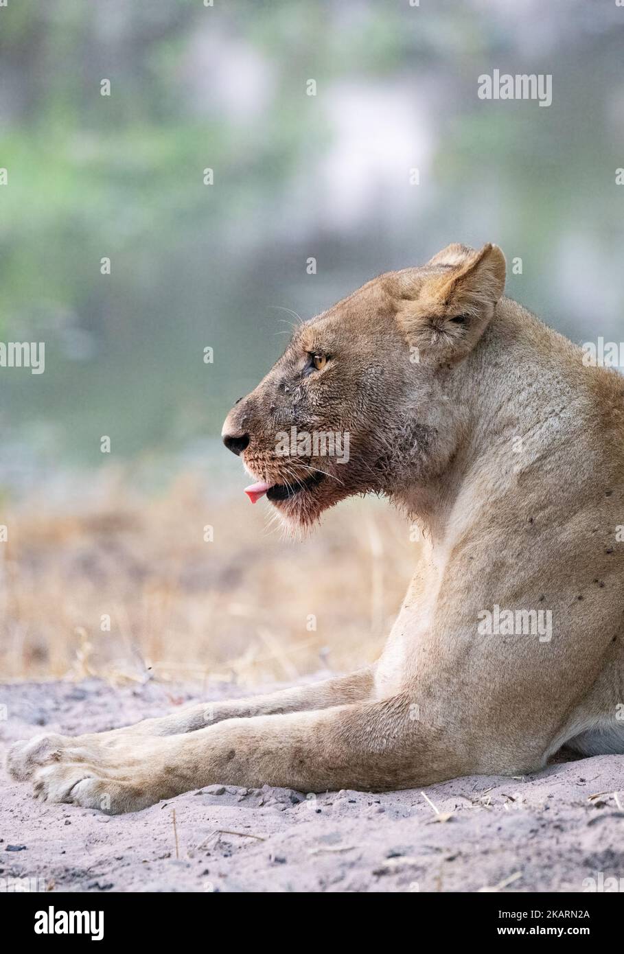 Lion - adult lioness, Panthera leo, head and shoulders looking left, with blood around mouth, Botswana Africa. African predator, African wildlife. Stock Photo