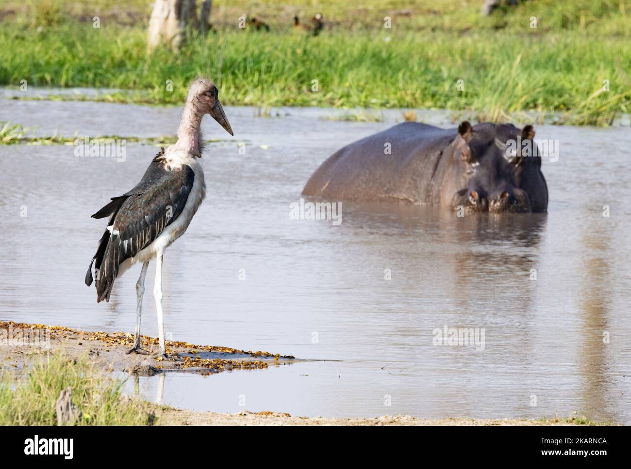 Okavango Delta scene; a Marabou Stork and a Hippopotamus having a face off across the water at a waterhole, Botswana Africa. African wild animals. Stock Photo