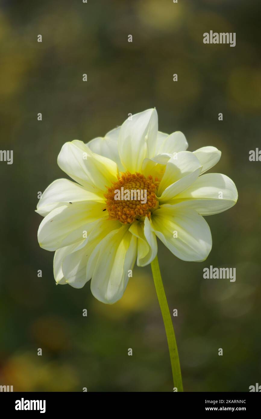 Daisy Flower in front of a blurry background / white flower with orange in the middle / weiße Blume mit orange in der Mitte Stock Photo