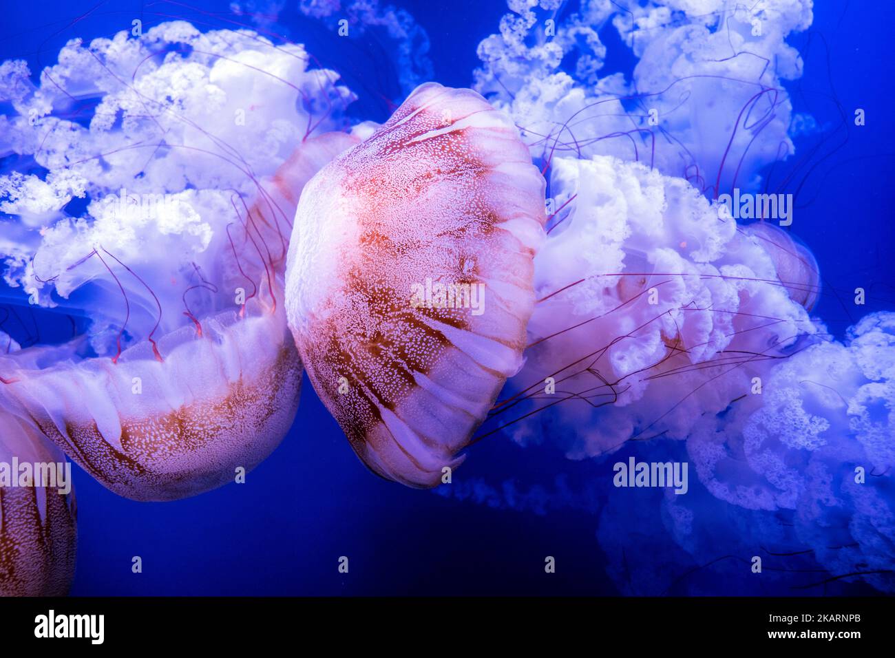 South American sea nettle (Chrysaora plocamia), L'Oceanografic Stock Photo