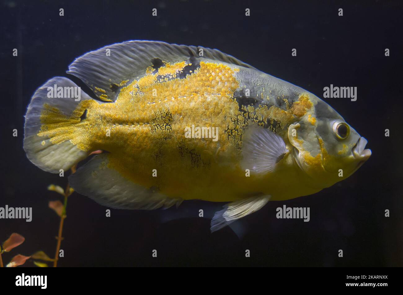 Pielęgnica pawiooka; Oscar (fish); Pfauenaugenbuntbarsch; Astronotus ocellatus; 地圖魚; Stock Photo