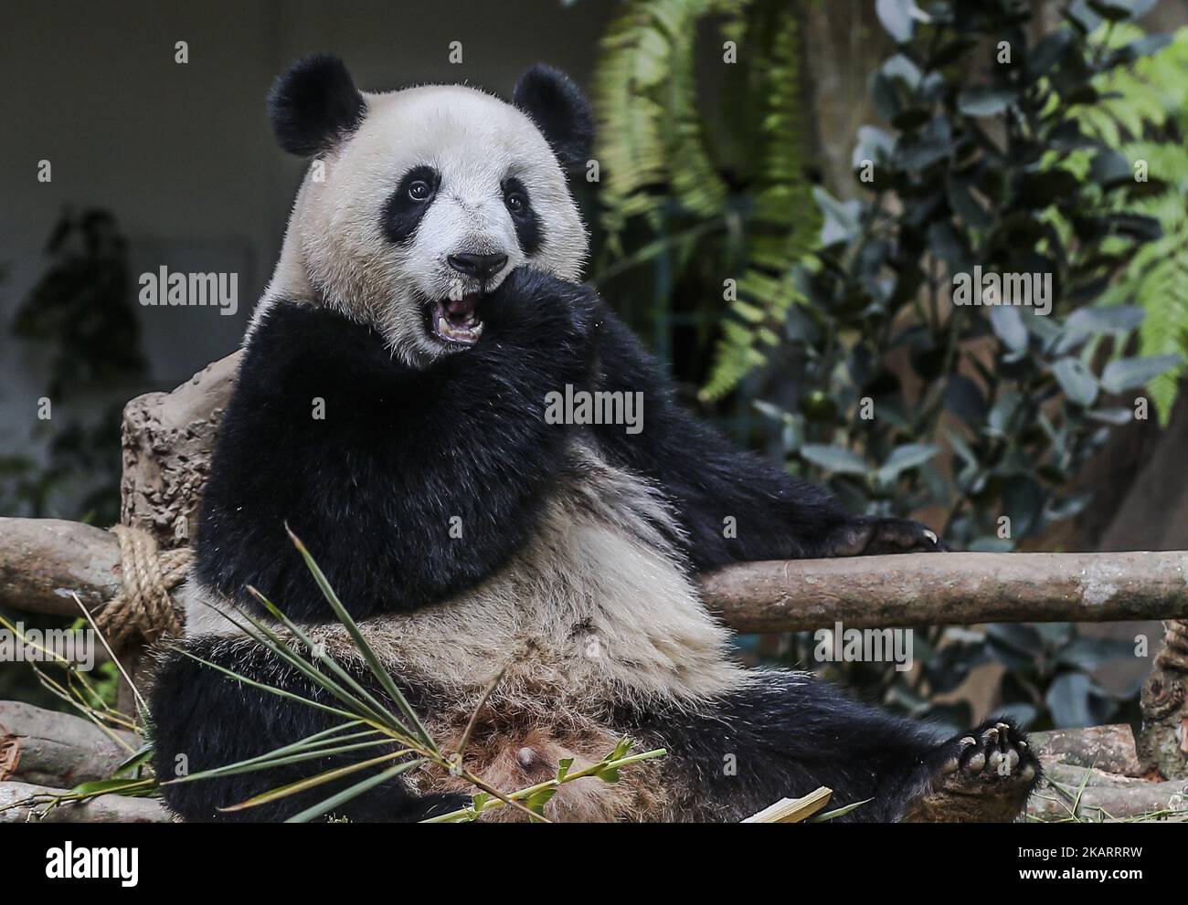 Two-year-old female giant panda cub Nuan Nuan reacts inside her enclosure at the Giant Panda Conservation Center in Kuala Lumpur, Malaysia on October 5, 2017. Nuan Nuan, the offspring of panda pair Xing Xing and Liang Liang at Giant Panda Conservation Center, will soon be sent to China.The cub will be returned to China as Malaysia was only given the right to keep the panda, for two years after birth. (Photo by Mohd Daud/NurPhoto) Stock Photo