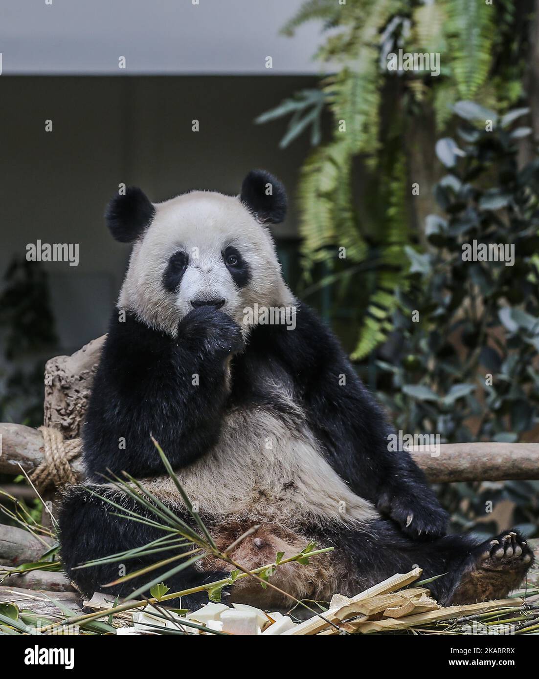 Two-year-old female giant panda cub Nuan Nuan reacts inside her enclosure at the Giant Panda Conservation Center in Kuala Lumpur, Malaysia on October 5, 2017. Nuan Nuan, the offspring of panda pair Xing Xing and Liang Liang at Giant Panda Conservation Center, will soon be sent to China.The cub will be returned to China as Malaysia was only given the right to keep the panda, for two years after birth. (Photo by Mohd Daud/NurPhoto) Stock Photo