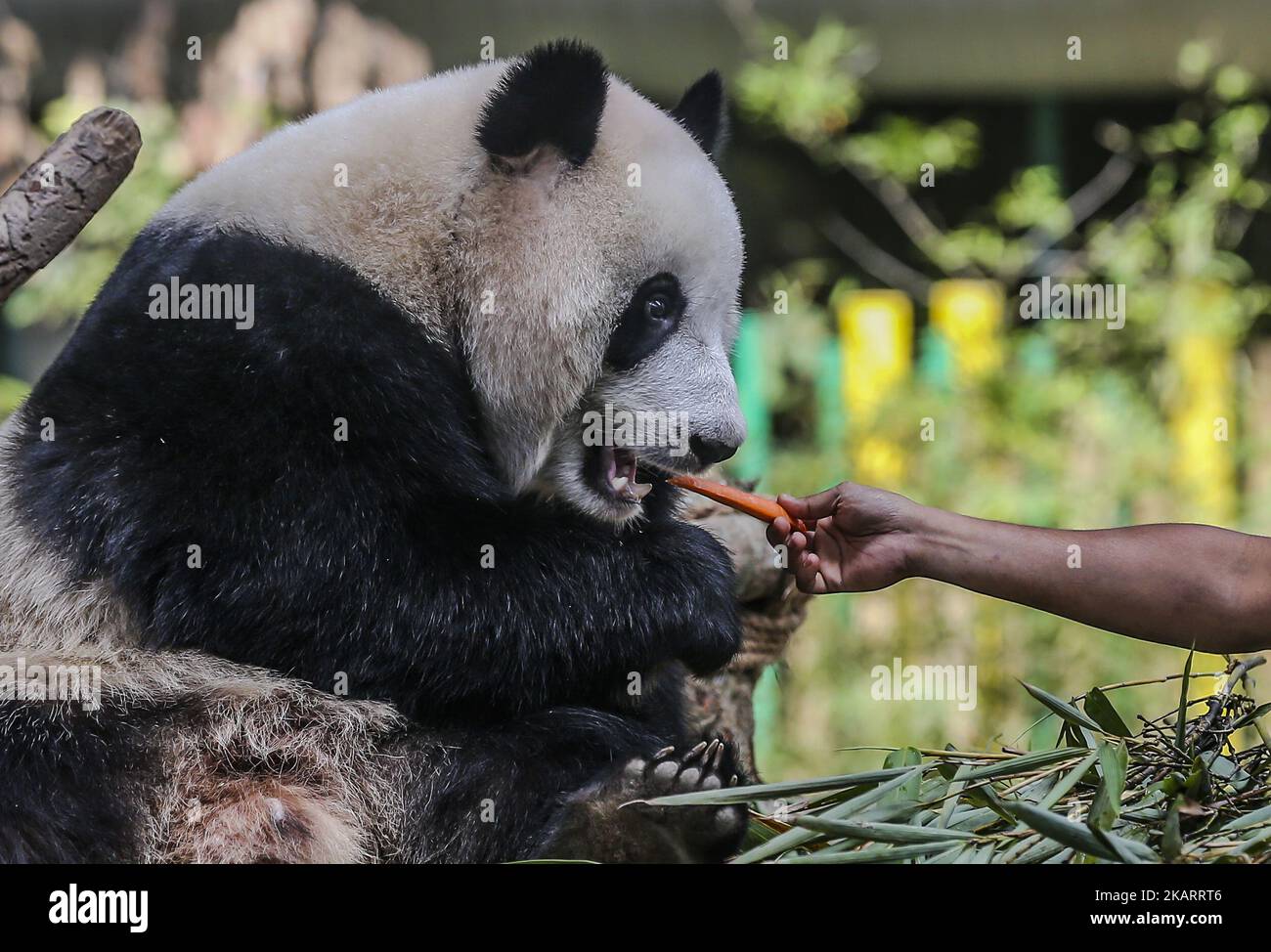 Two-year-old female giant panda cub Nuan Nuan reacts inside her enclosure at the Giant Panda Conservation Center in Kuala Lumpur, Malaysia on October 5, 2017. Nuan Nuan, the offspring of panda pair Xing Xing and Liang Liang at Giant Panda Conservation Center, will soon be sent to China.The cub will be returned to China as Malaysia was only given the right to keep the panda, for two years after birth. (Photo by Mohd Daud/NurPhoto) Stock Photo