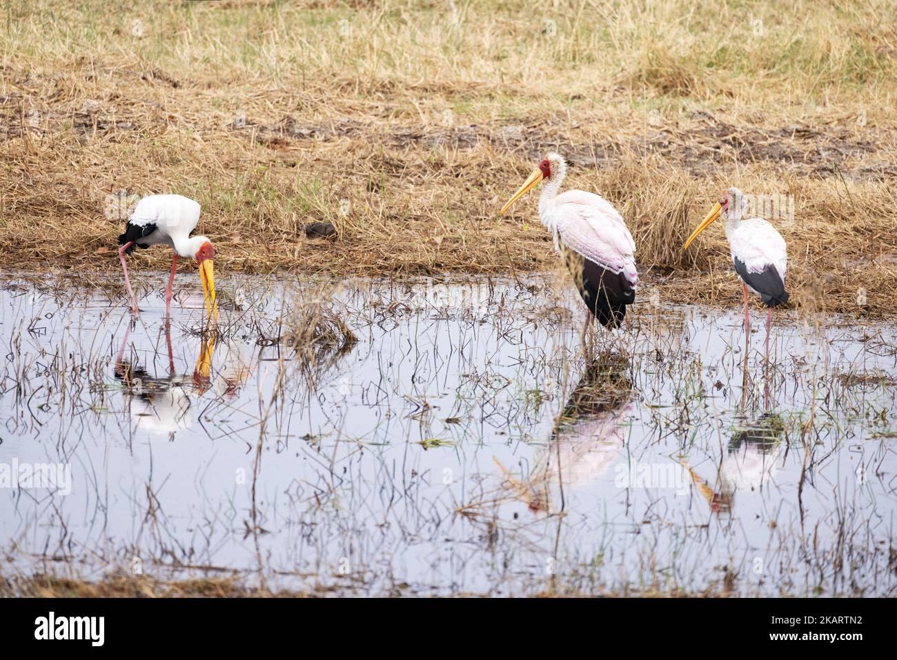 Yellow Billed Stork, Mycteria ibis; three birds standing and feeding in water, Okavango delta, Botswana Africa. African birds. Stock Photo