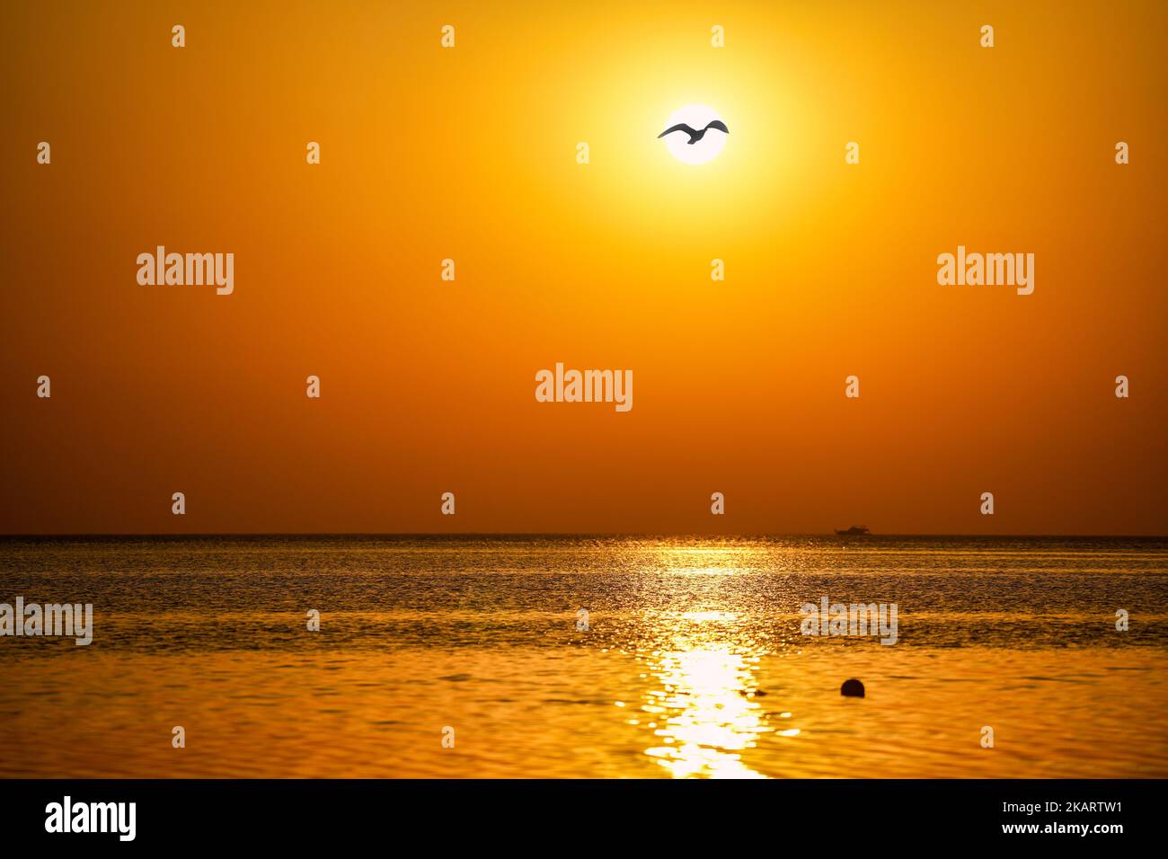 A silhouette of a bird flying over the ocean on a golden sunset sky ...