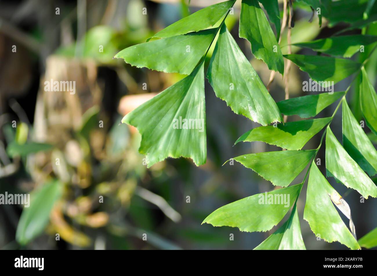 Caryota urens hi-res stock photography and images - Alamy