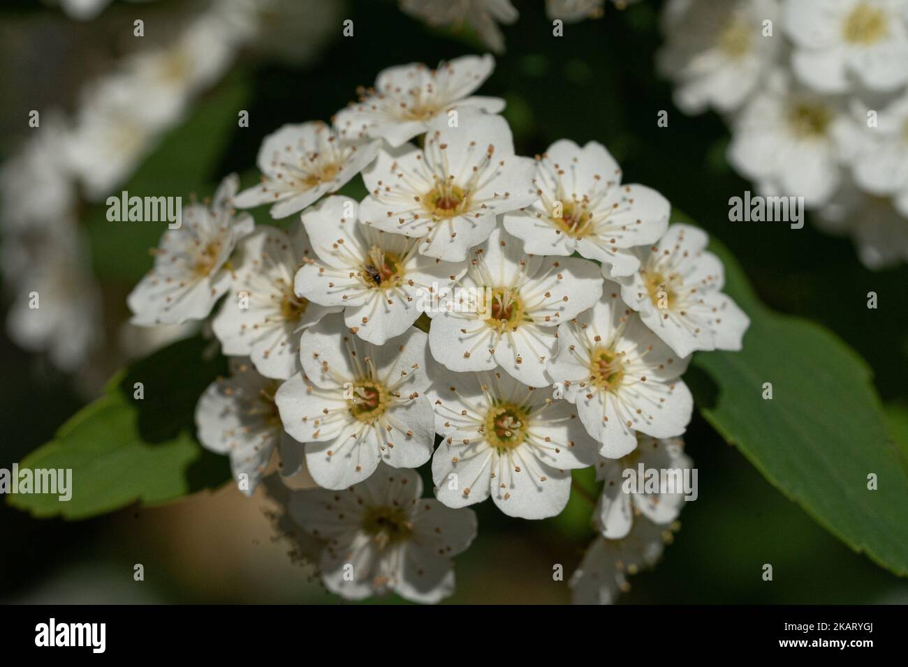 A shallow focus shot of Spiraea chamaedryfolia flowers with blur background Stock Photo