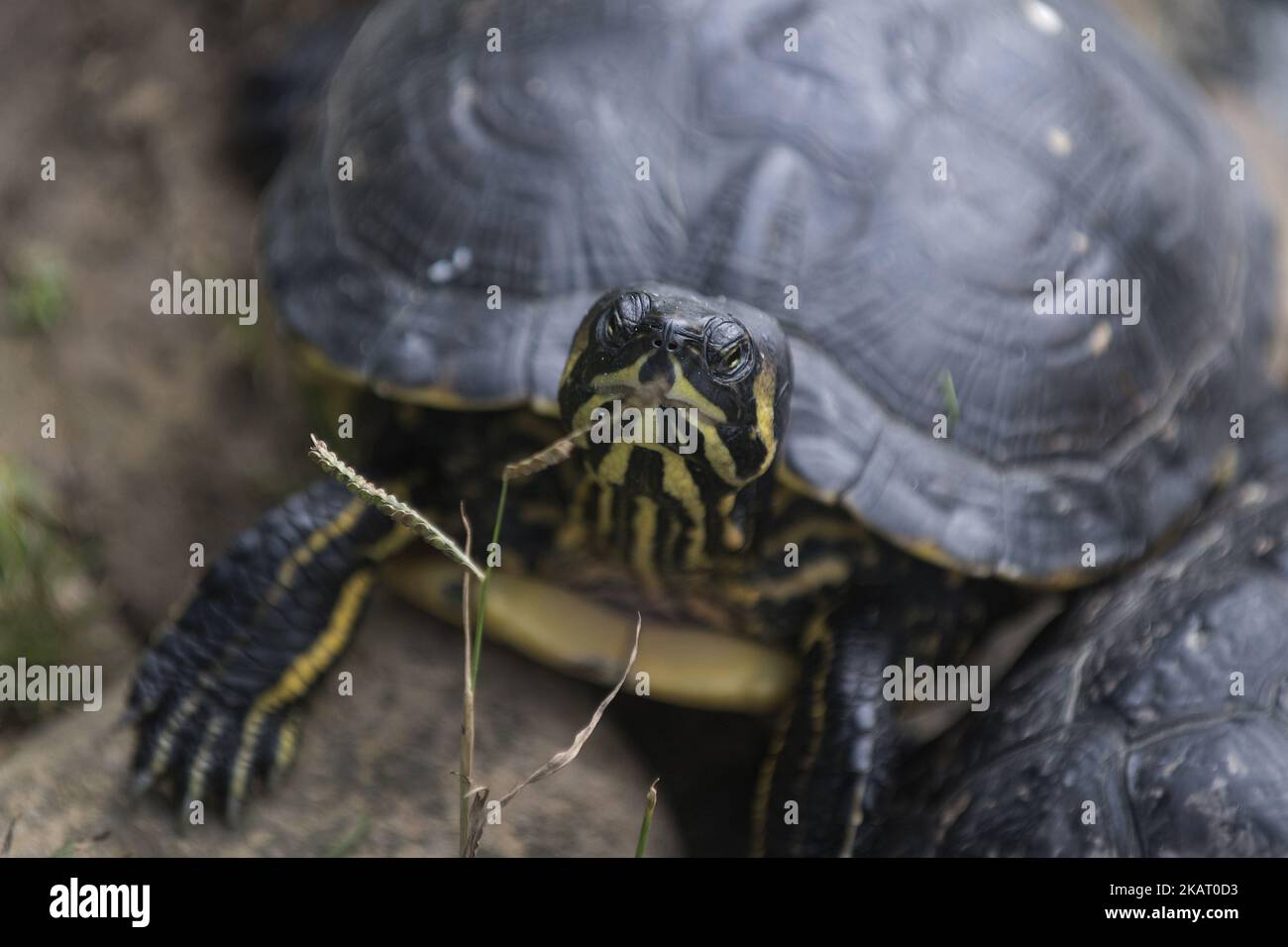 There is also an important colony of turtles at the Karpin Abentura wildlife shelter in of Carranza in Vizcaya, Spain, on 17 October 2017. Karpin Abentura is a wildlife center that aims to give dignified lives to animals from illegal traffic, abandoned exotic pets and others of similar origin to raise awareness of this problem also has a terrasauro in which you can know some of the life-size dinosaur species that inhabited the land 65 million years ago. (Photo by Joaquin Gomez Sastre/NurPhoto) Stock Photo