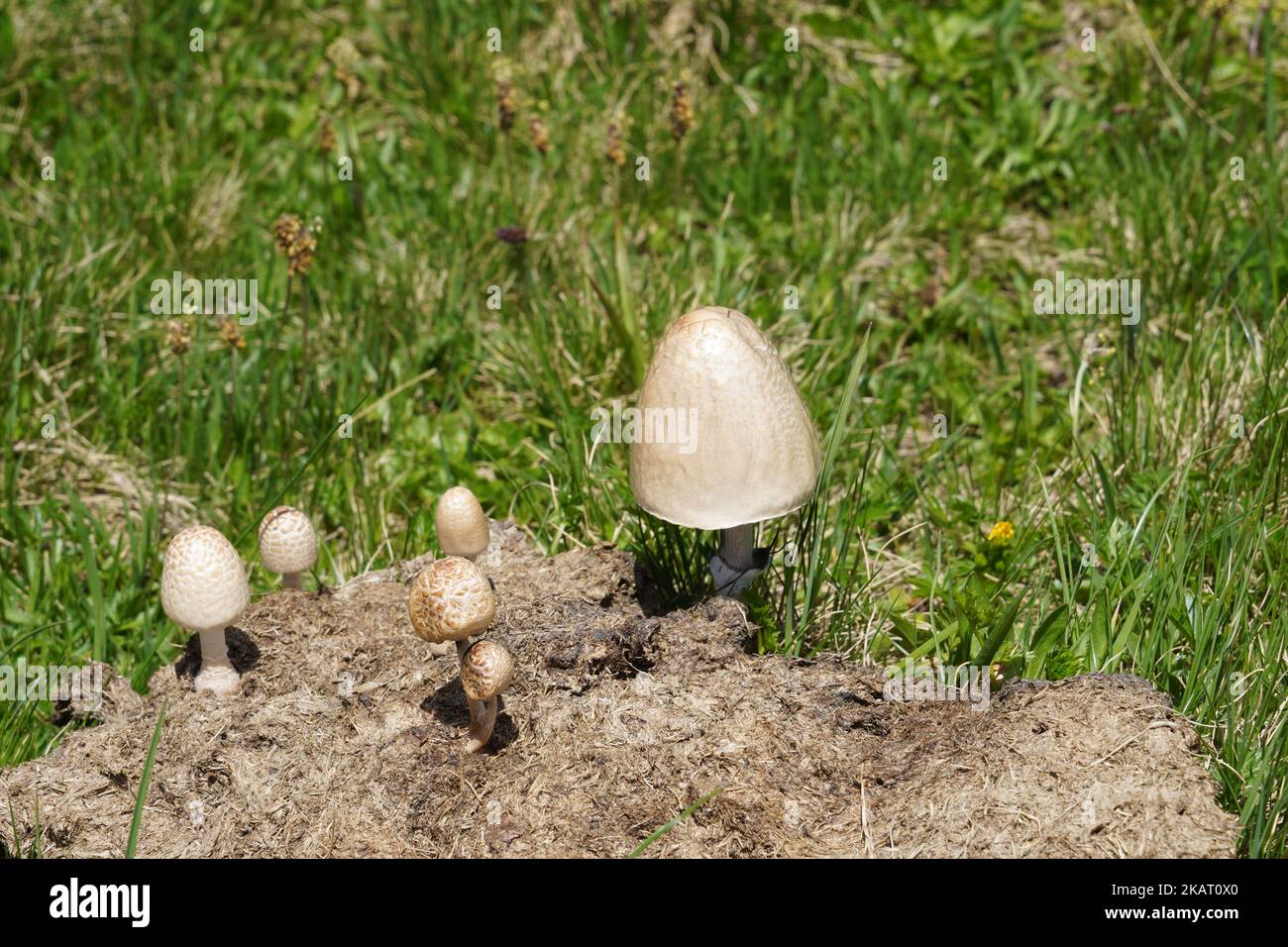 A colony of shiny mottlegill or egghead mottlegill, in Latin called Panaeolus semiovatus. Stock Photo