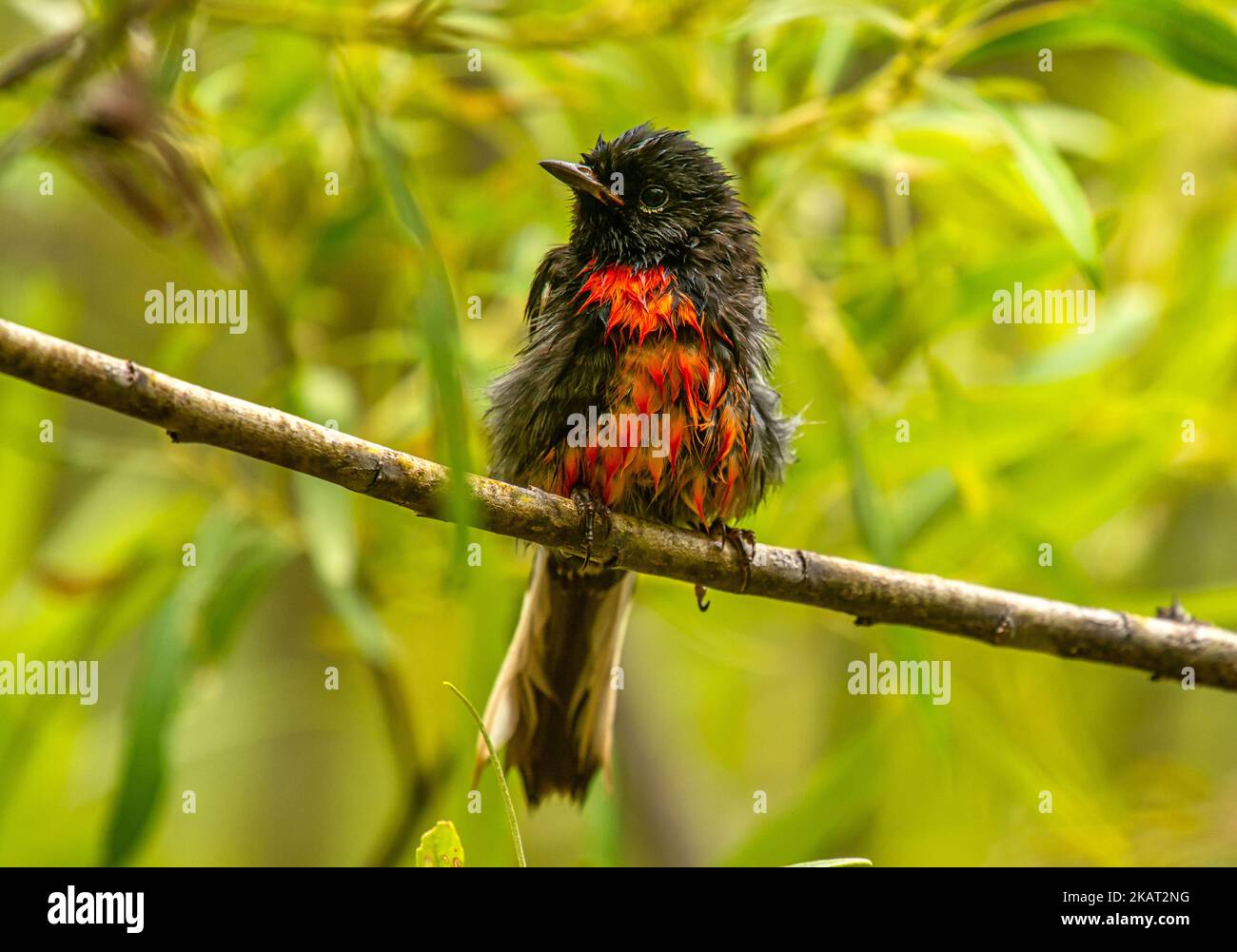Photograph of a beautiful Painted Redstart drying off after bathing in
