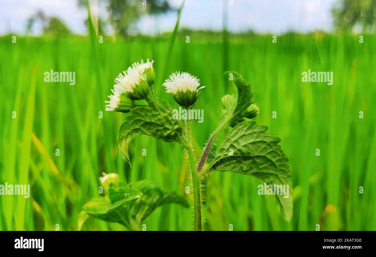 A shallow focus shot of billygoat weed plant in the field with blur background Stock Photo