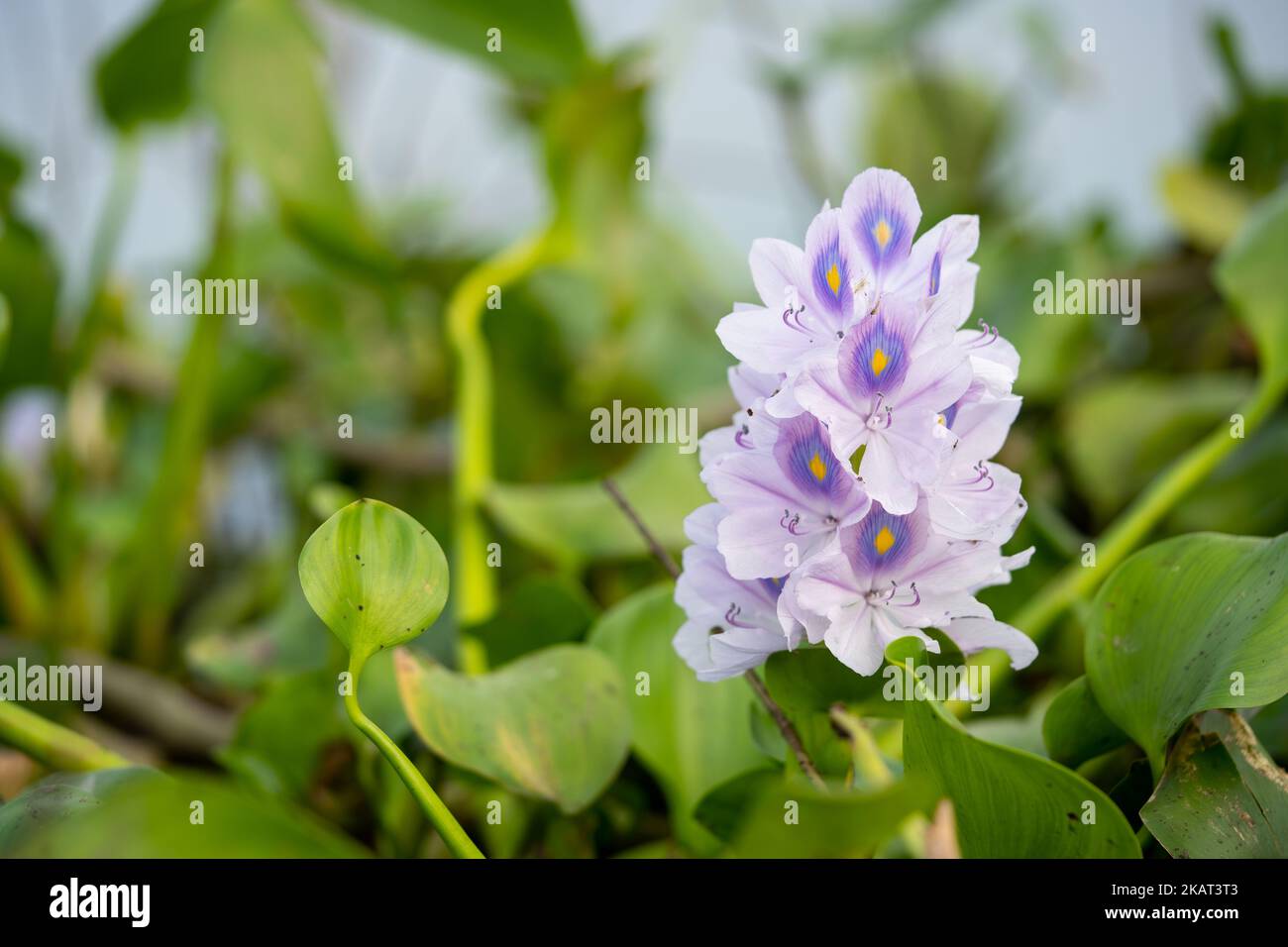 Beautiful water hayacinth kachuripana flower Stock Photo