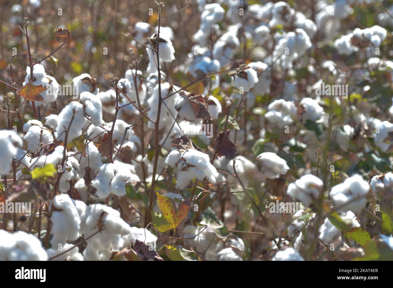 Cotton plantation near town of Selcuk. On Saturday, 14 October 2017, in Selcuk, Turkey. (Photo by Artur Widak/NurPhoto)  Stock Photo