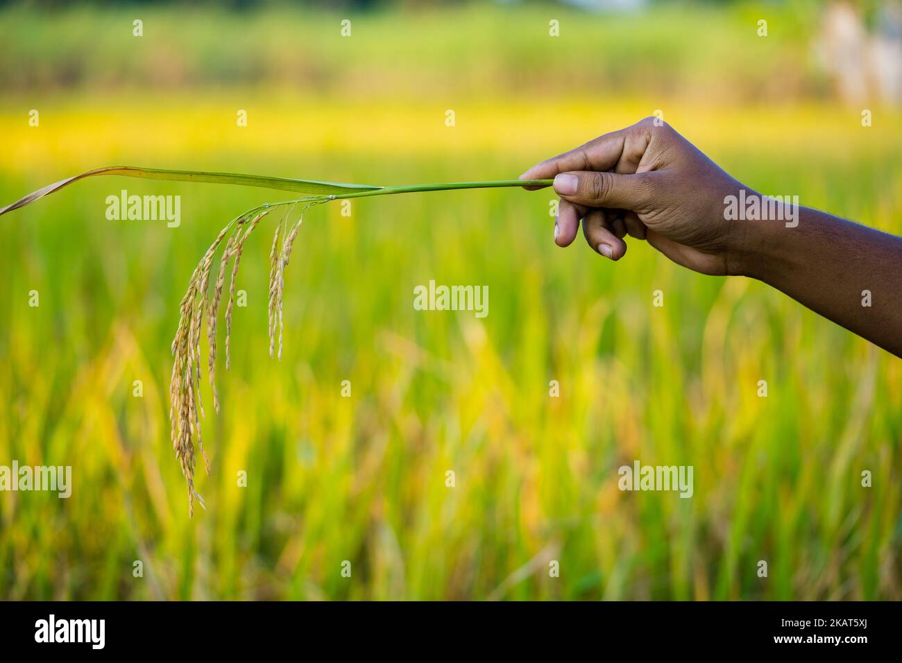 Ripe rice fields and the farm Stock Photo