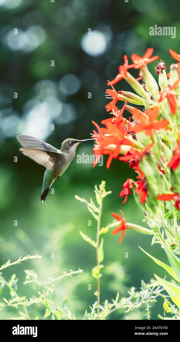 A vertical shot of a Hummingbird (Trochilidae) drinking nectar from a red flower on the blurred background Stock Photo