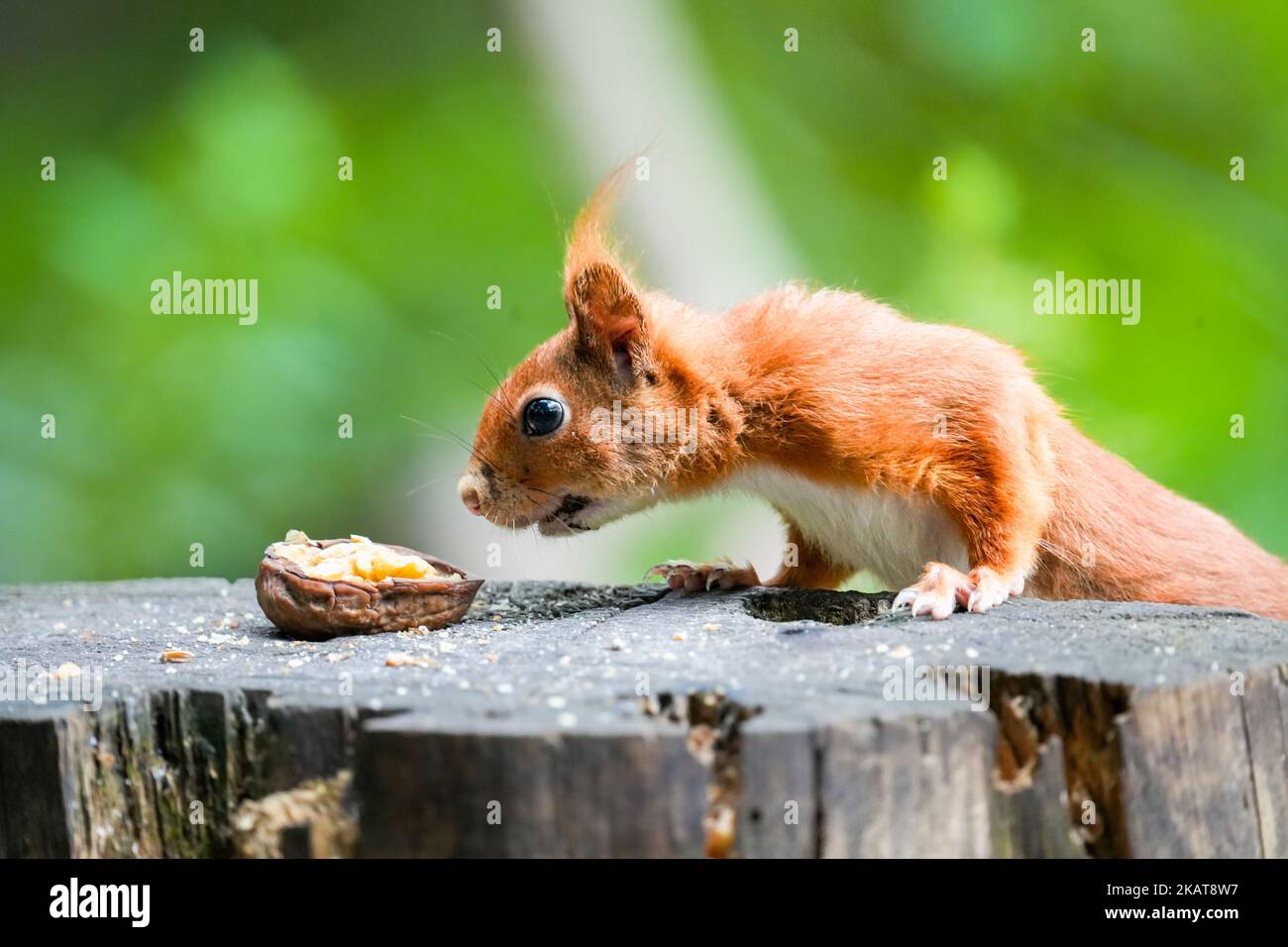 The profile macro view of a Mount Graham red squirrel looking at the ...
