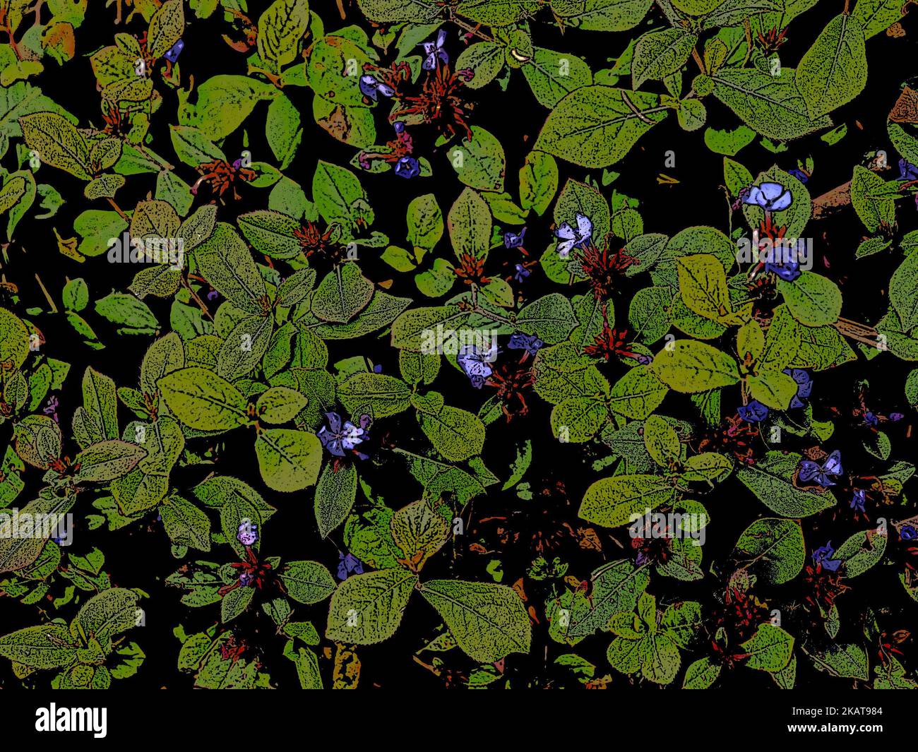 Illustrative close up of the autumn flowering herbaceous perennial garden plant Ceratostigma plumbaginoides. Stock Photo